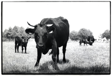 403300 Afbeelding van enkele Dexter runderen in een weiland bij het natuurgebied Schoolsteegbosjes bij Leusden.